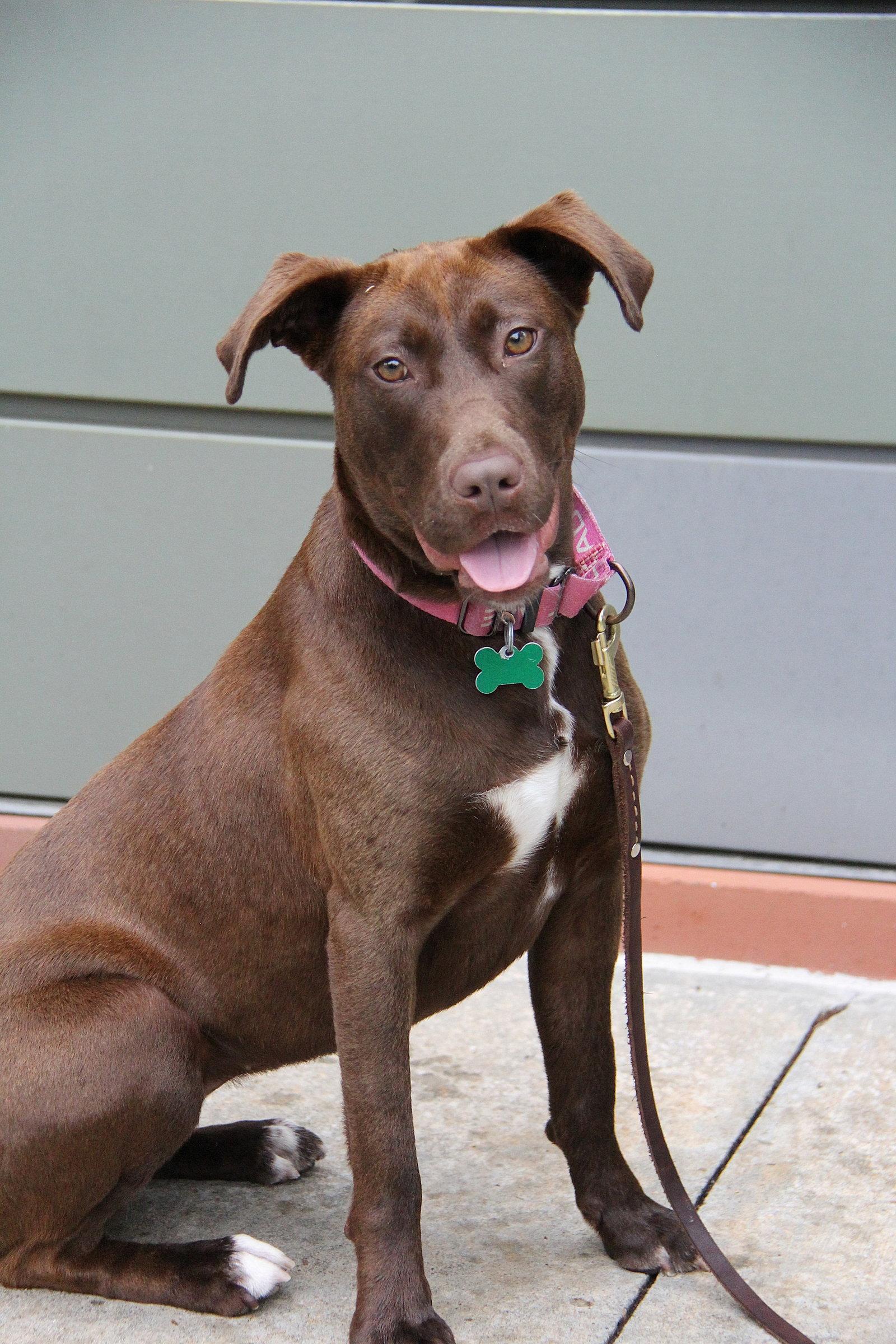Enlarge Jonquil, a Adoptable Retriever in Charlotte, NC image 2/3