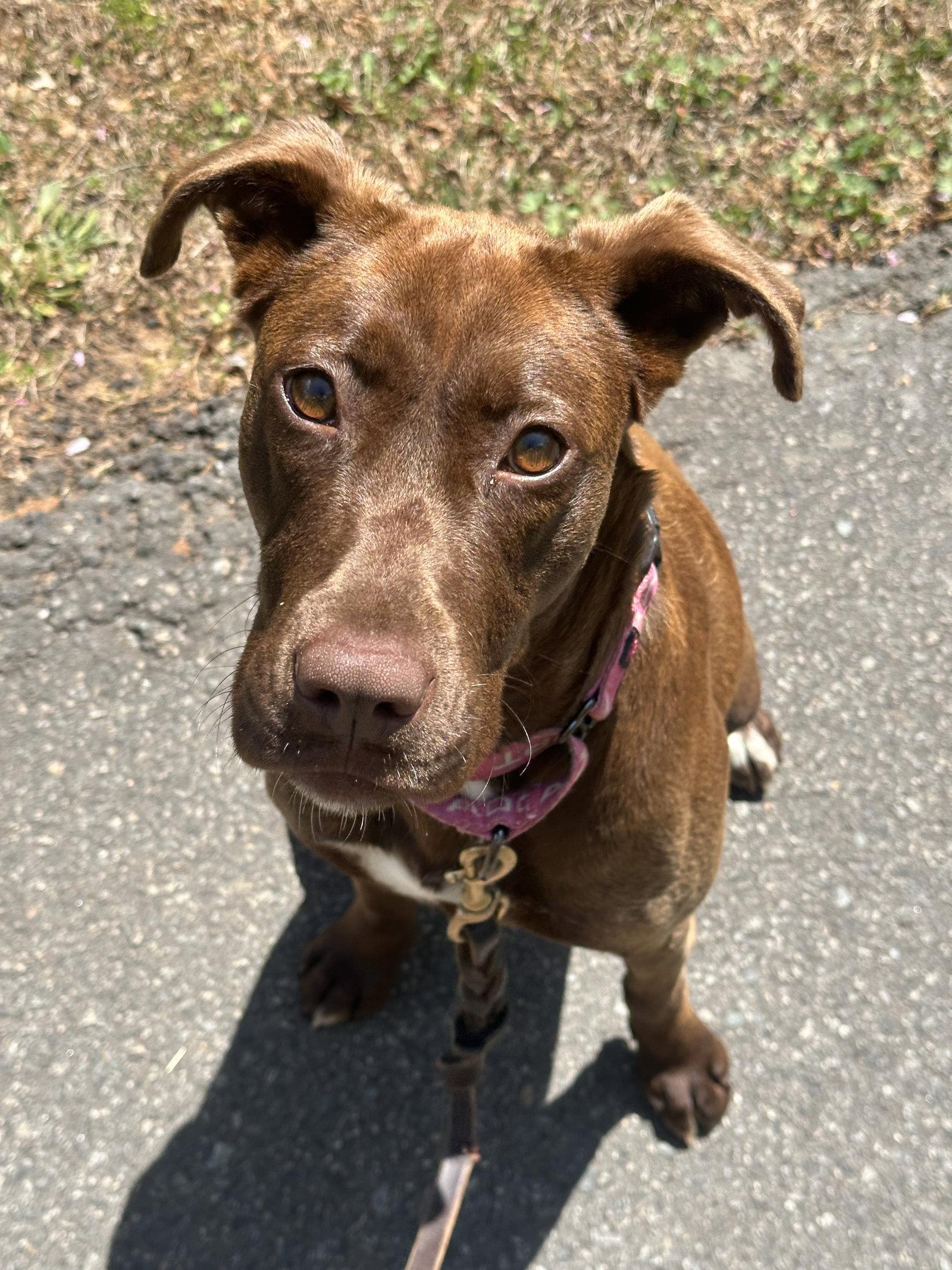 Jonquil, Adoptable, Young Female Retriever.