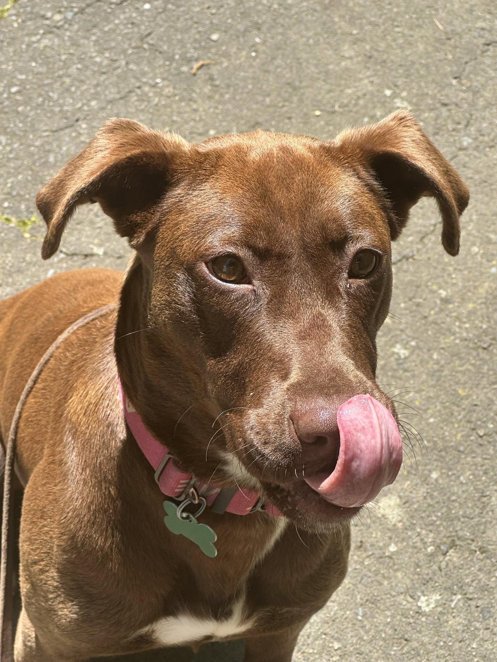 Enlarge Jonquil, a Adoptable Retriever in Charlotte, NC image 2/3