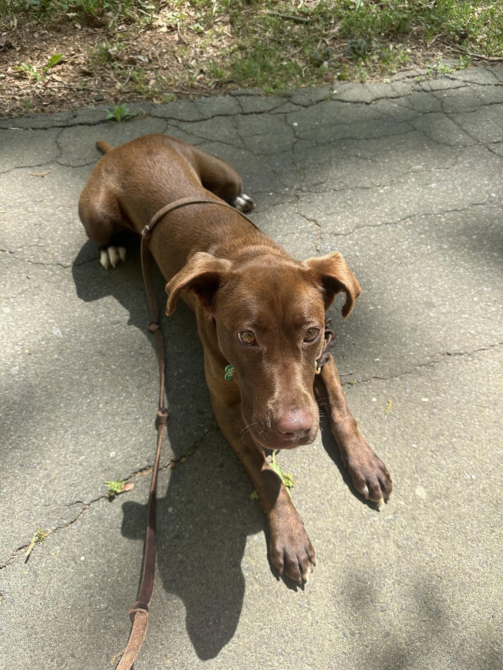 Enlarge Jonquil, a Adoptable Retriever in Charlotte, NC image 3/3