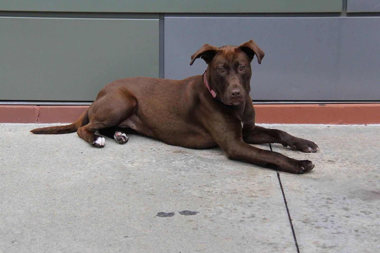 Enlarge Jonquil, a Adoptable Retriever in Charlotte, NC image 3/3