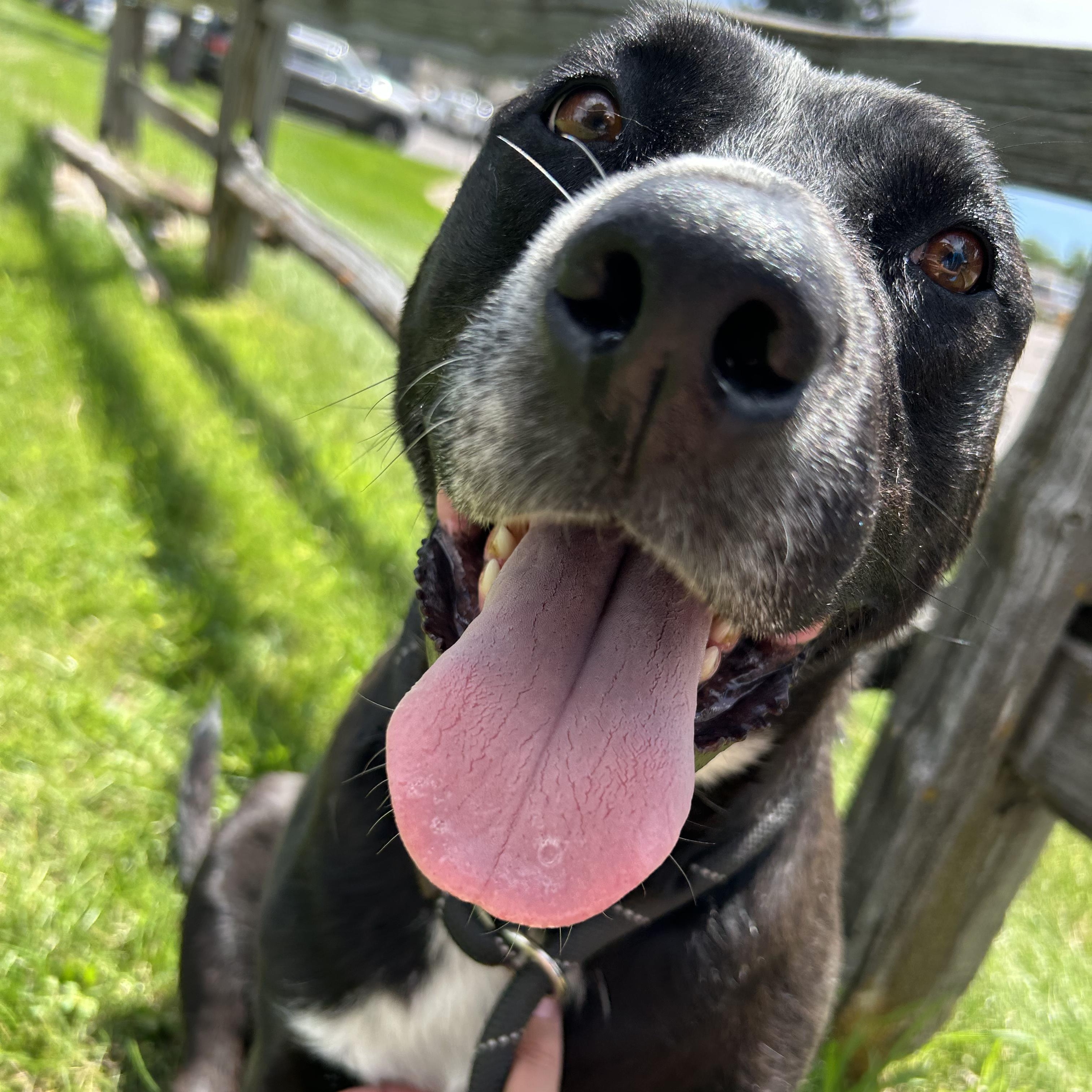 Willow, Adoptable, Young Female Labrador Retriever.