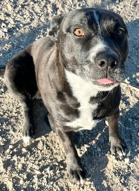 Enlarge Willow, a Adoptable Labrador Retriever in San Luis, CO image 2/3