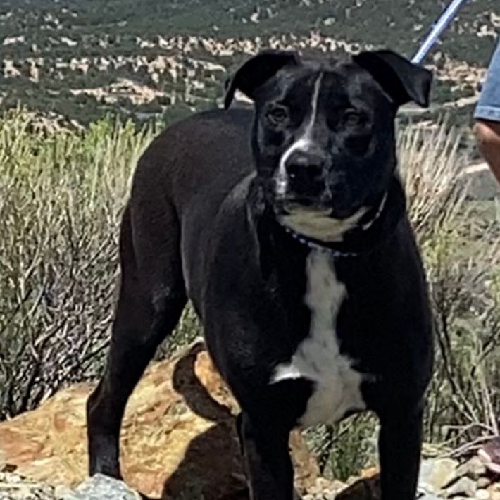 Willow, a Adoptable Labrador Retriever in San Luis, CO image 3/5