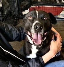 Willow, Adoptable, Adult Female Labrador Retriever.