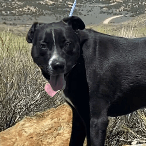 Willow, Adoptable, Young Female Labrador Retriever.
