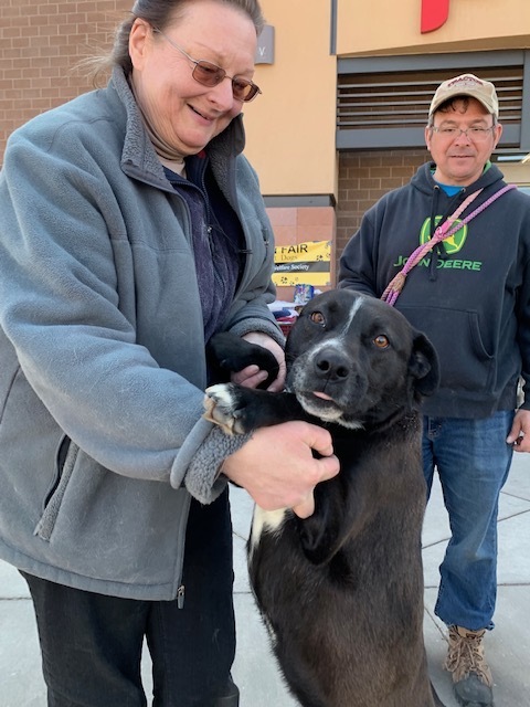 Willow, a Adoptable Labrador Retriever in San Luis, CO image 4/5