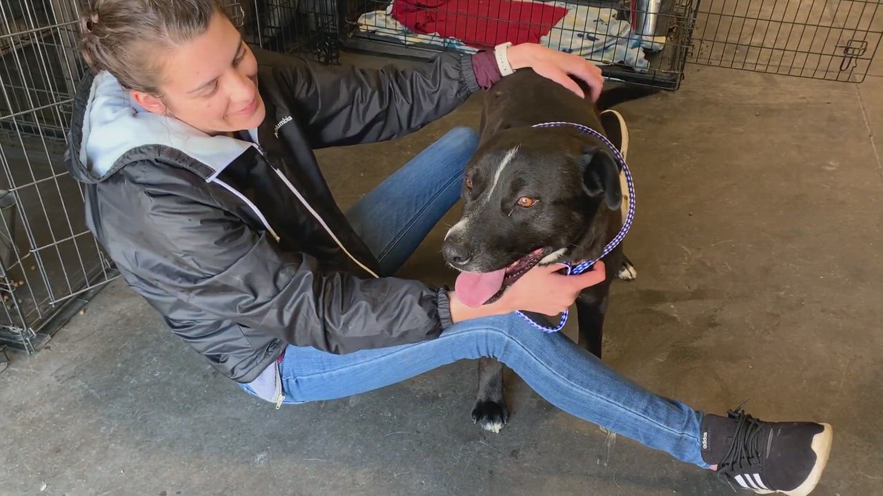 Enlarge Willow, a Adoptable Labrador Retriever in San Luis, CO video 5/5