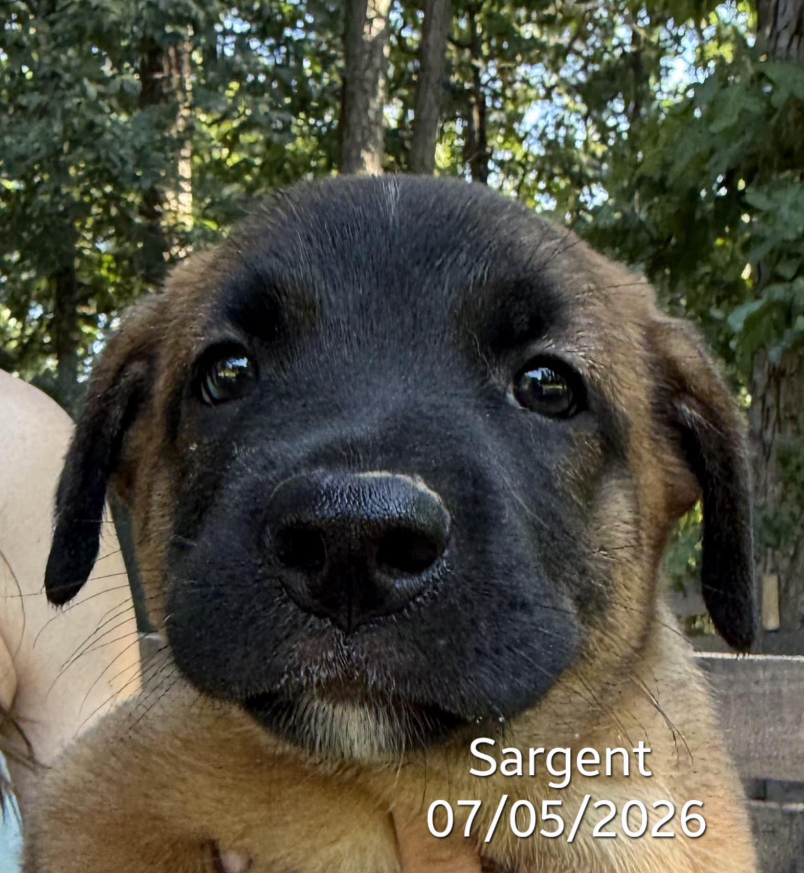 Enlarge Sarge, an adopted mixed breed in Warren, RI image 1/5