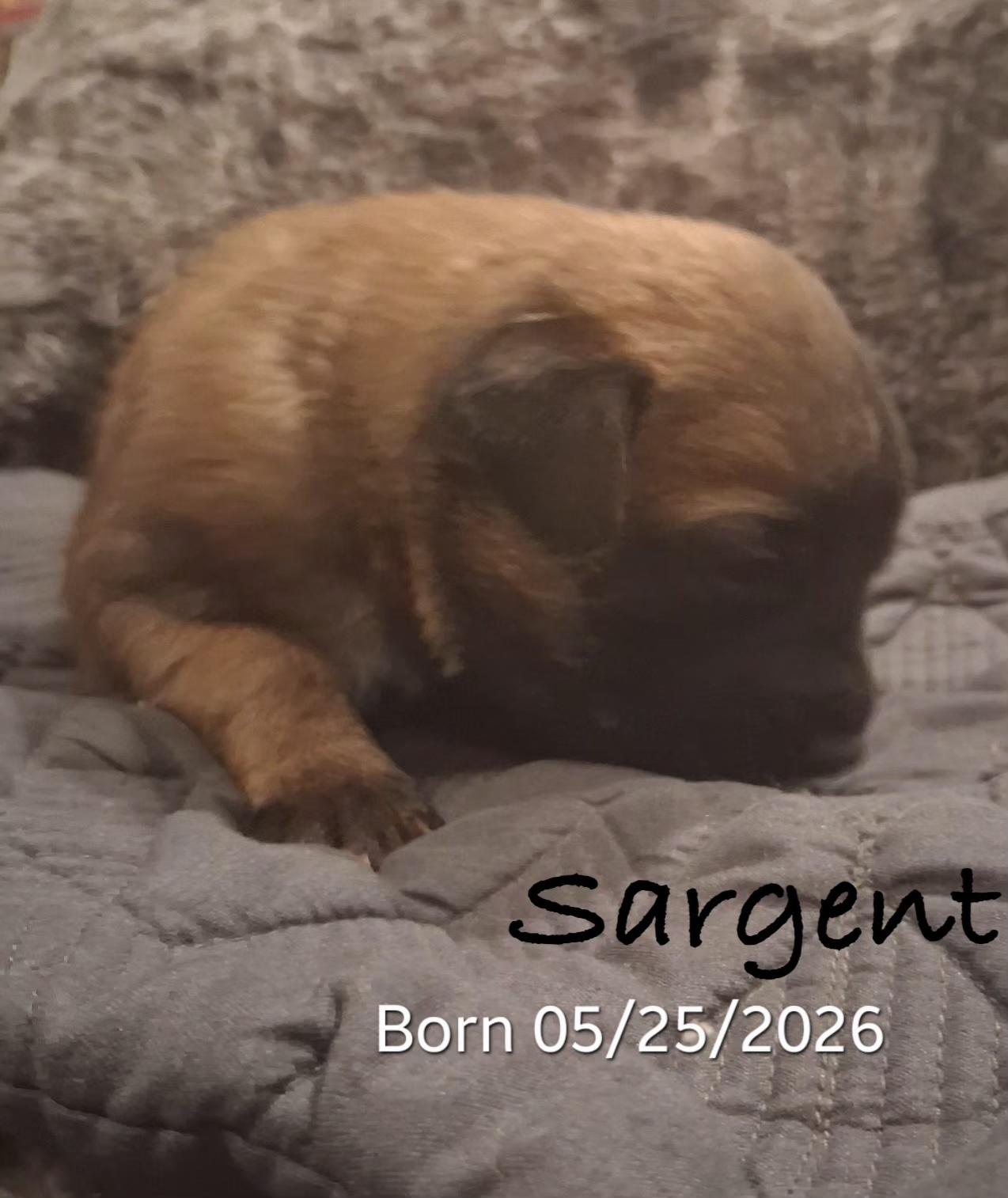 Enlarge Sarge, an adopted mixed breed in Warren, RI image 2/5