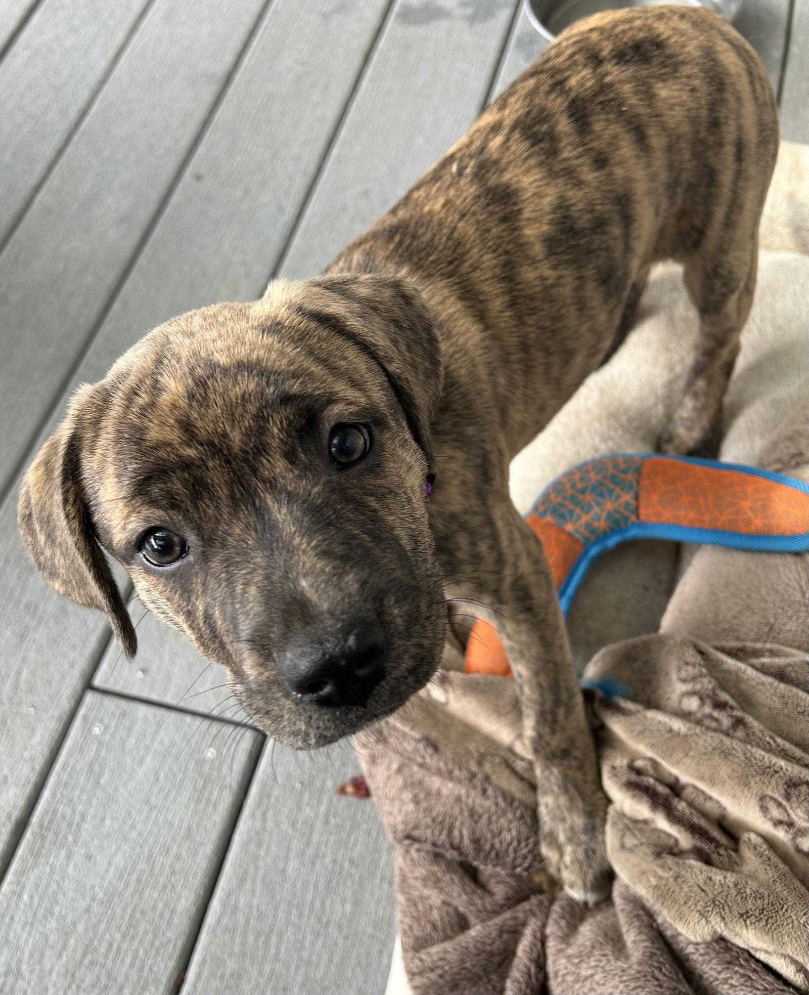 Enlarge Brin- PENDING ADOPTION, a Adopted mixed breed in Spring City, PA image 1/2