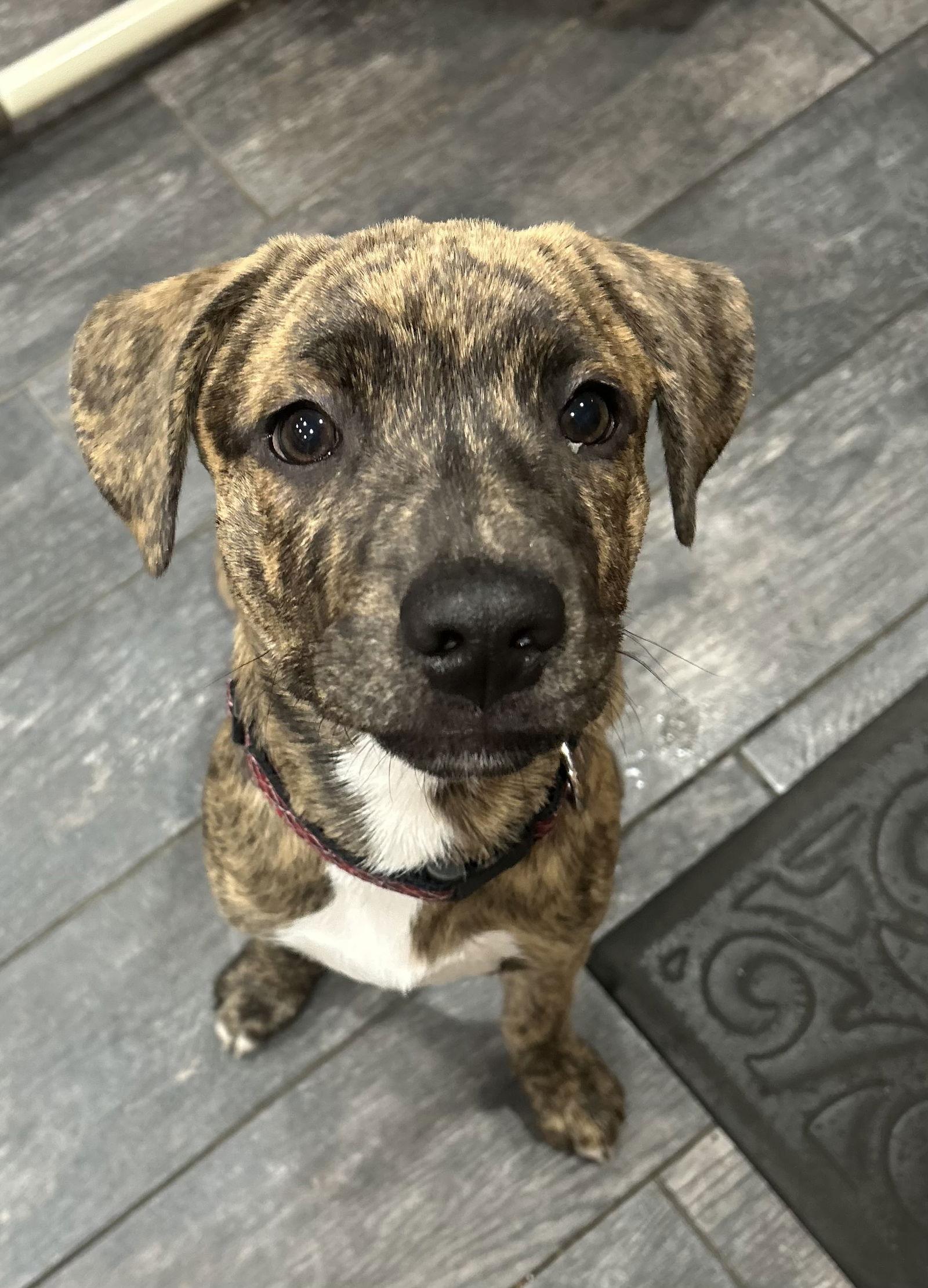 Enlarge Brin- PENDING ADOPTION, a Adopted mixed breed in Spring City, PA image 2/2