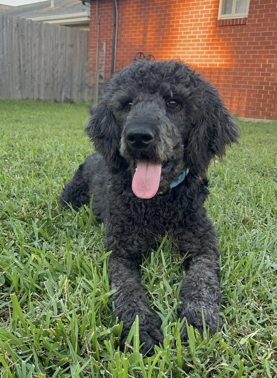 Enlarge Trooper, a Adoptable Poodle in Gonzales, LA image 1/1