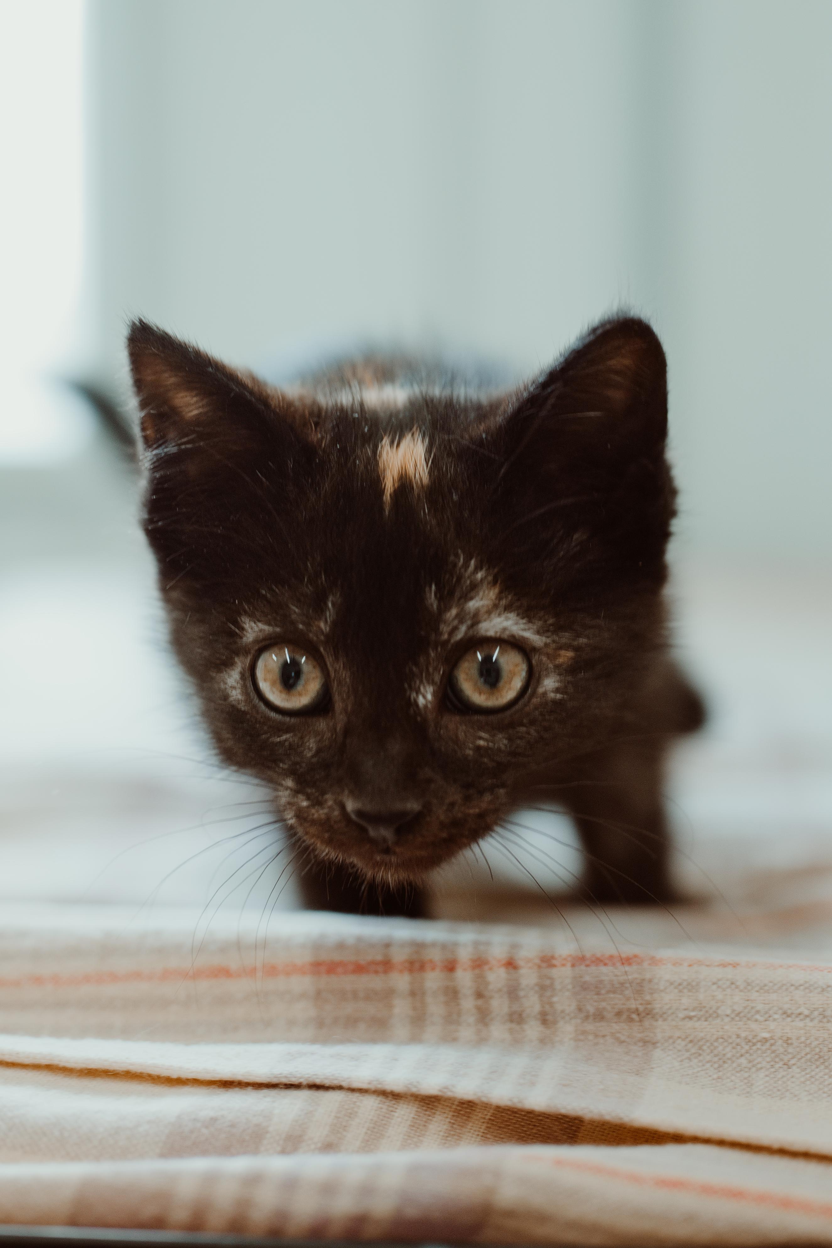 Aspen Leaf, adopted, Kitten Female Torbie.