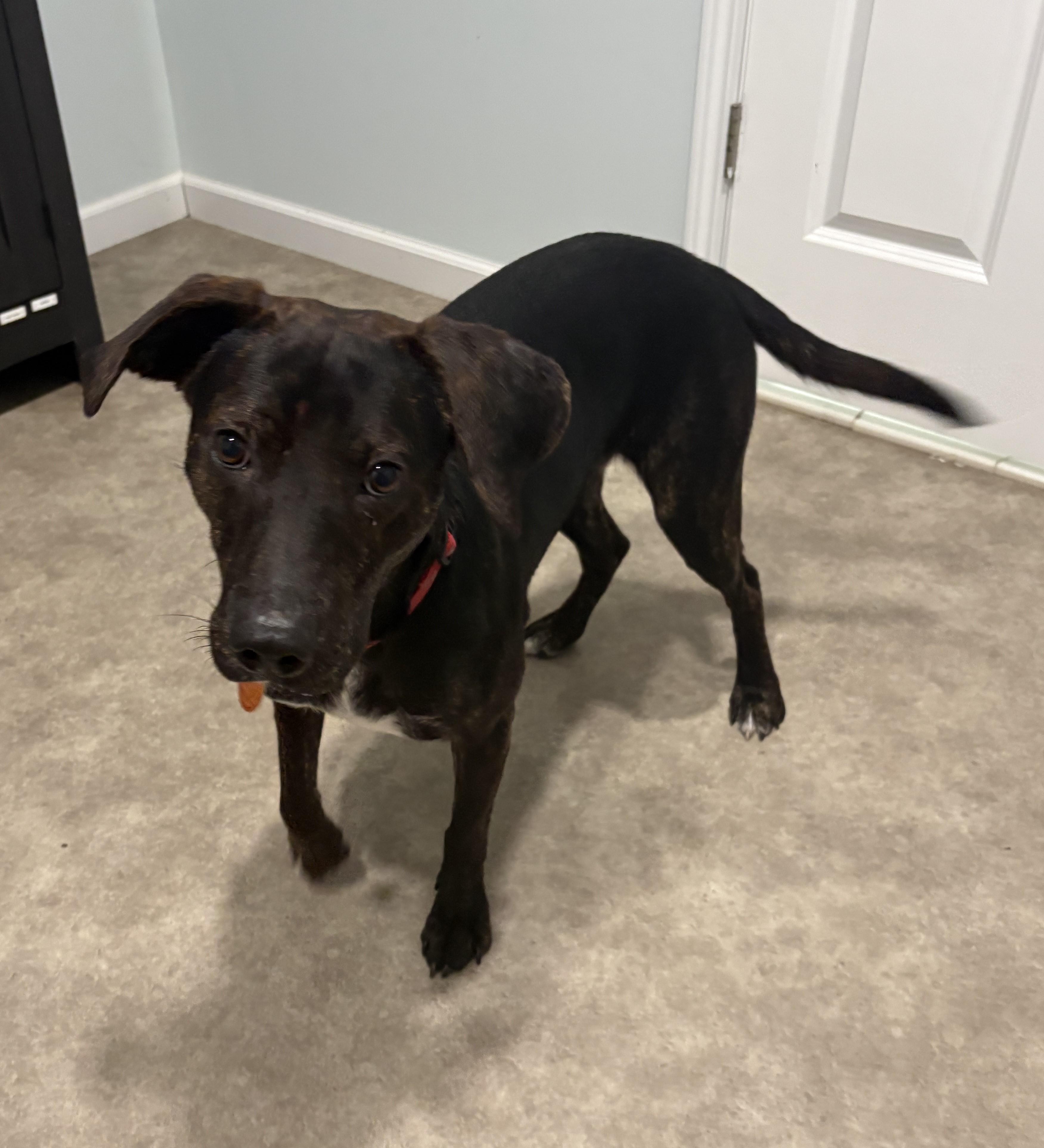 Enlarge Rex, a Adoptable mixed breed in Grant, NE image 2/5
