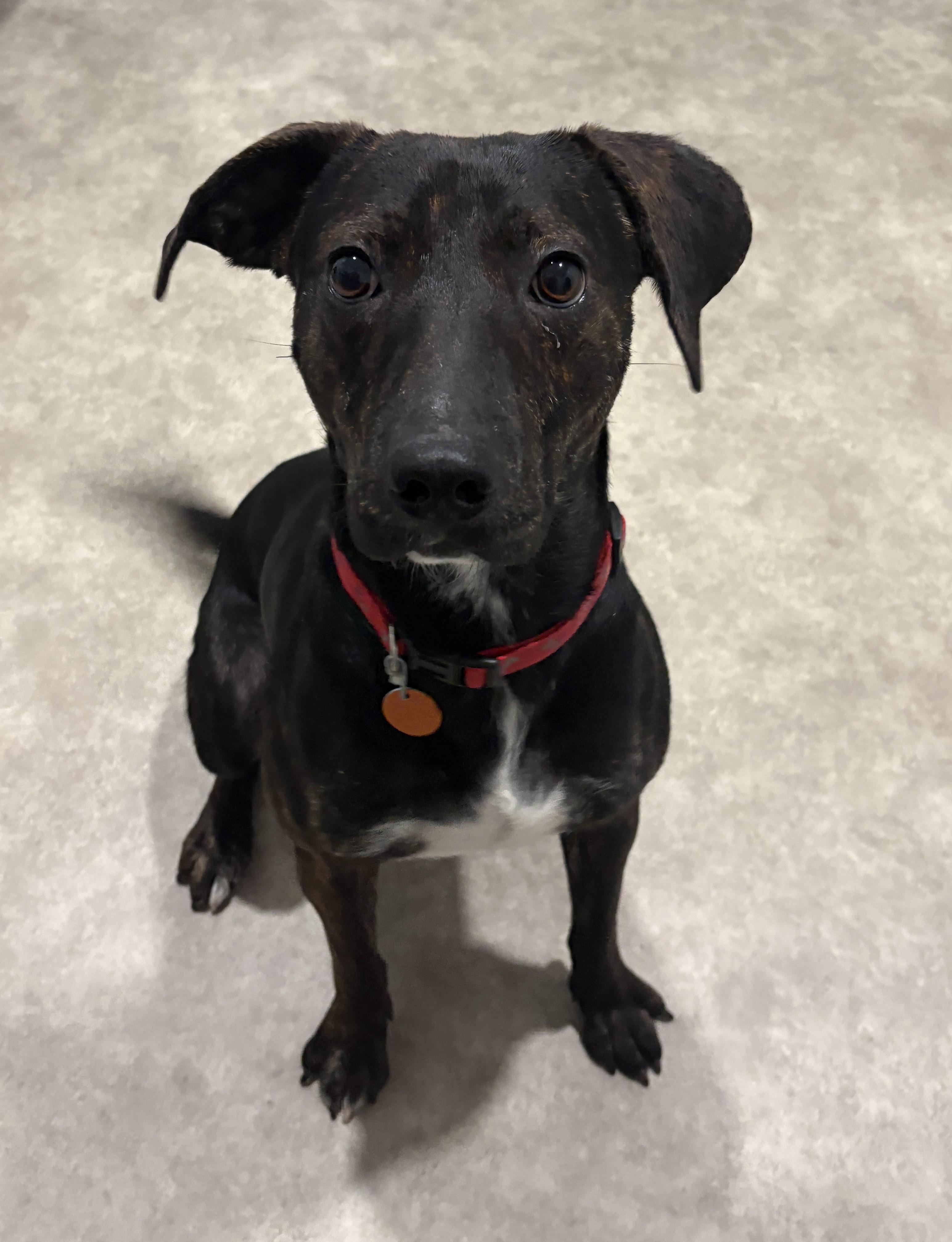 Enlarge Rex, a Adoptable mixed breed in Grant, NE image 3/5