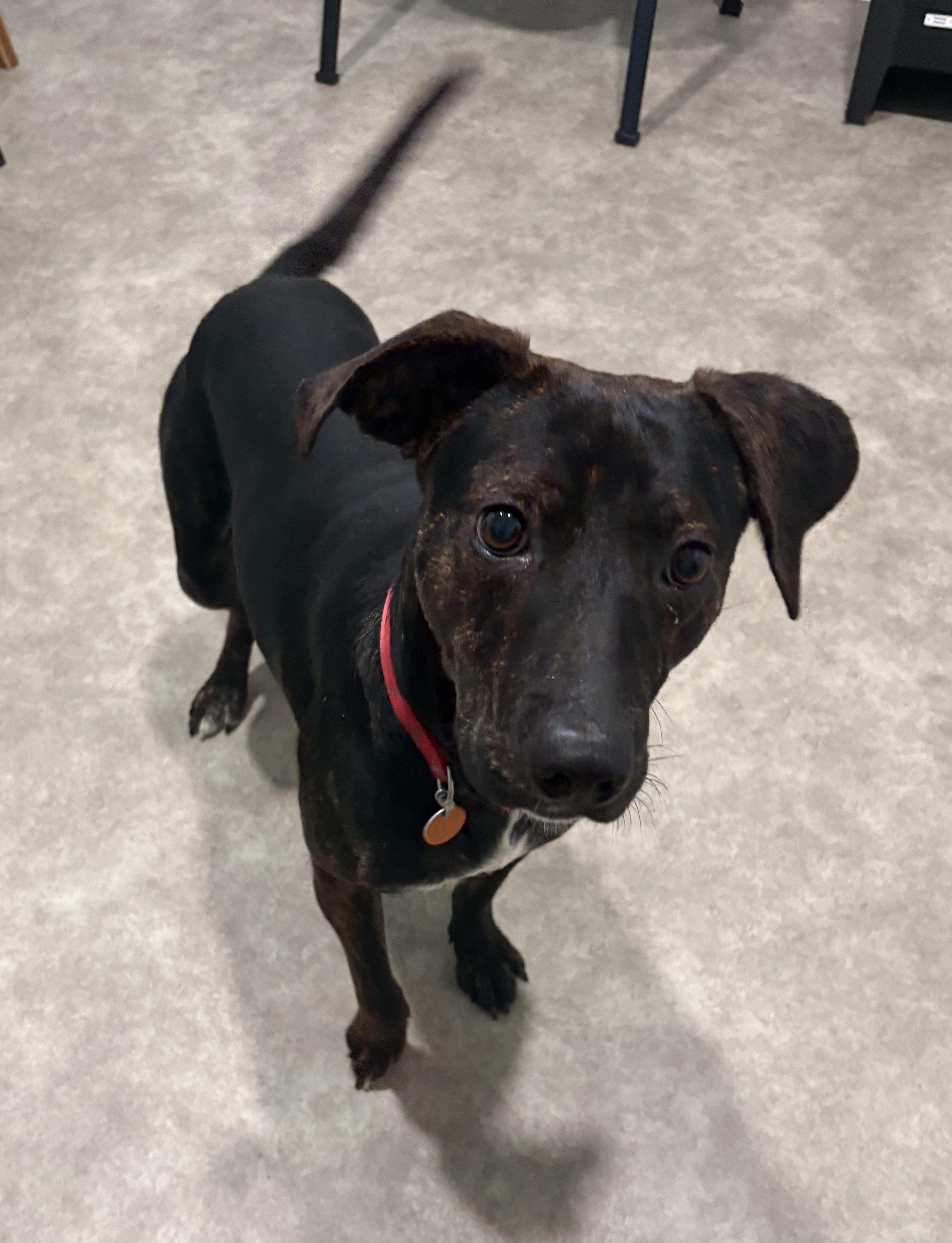 Enlarge Rex, a Adoptable mixed breed in Grant, NE image 4/5