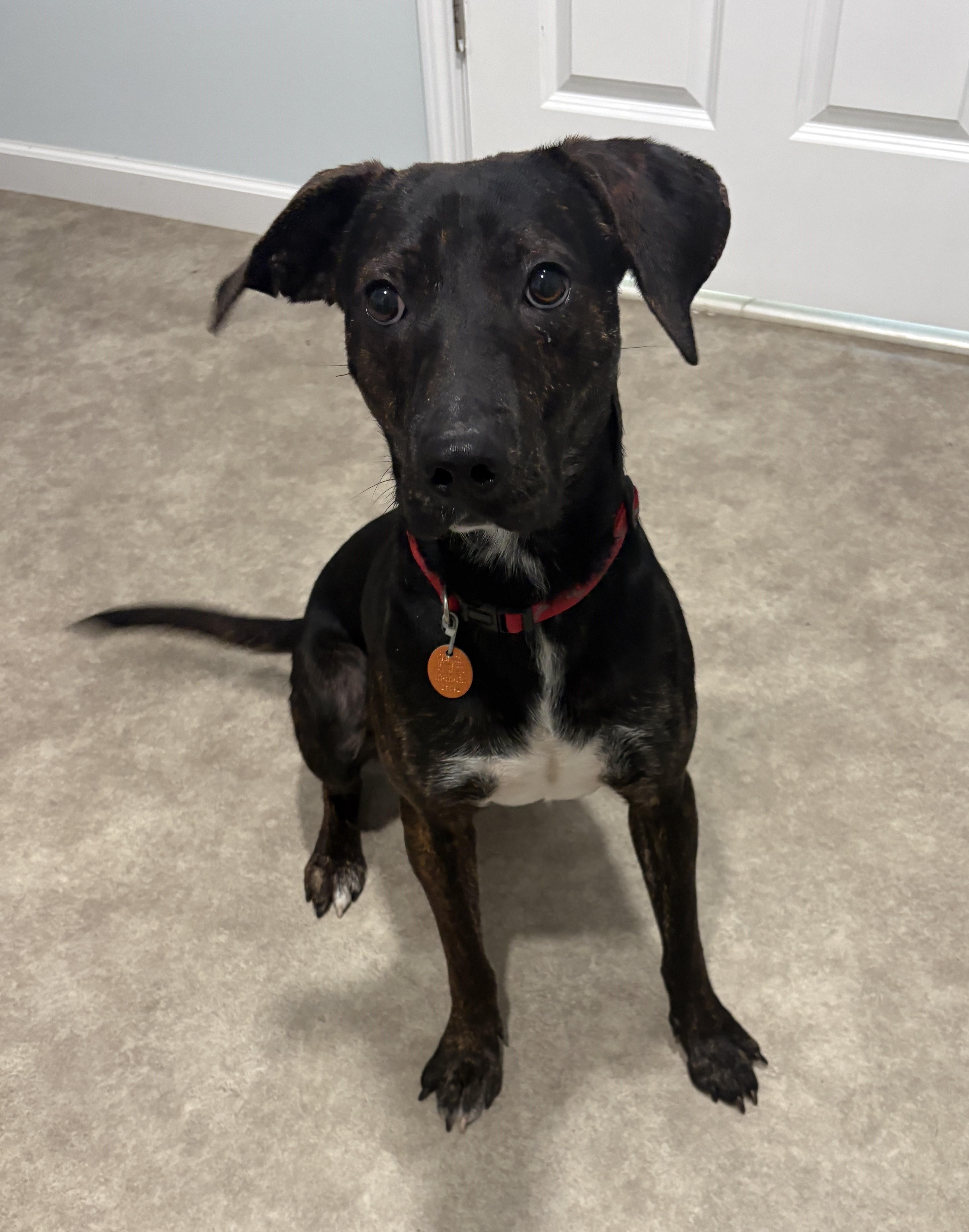 Rex, Adoptable, Young Male Mountain Cur.