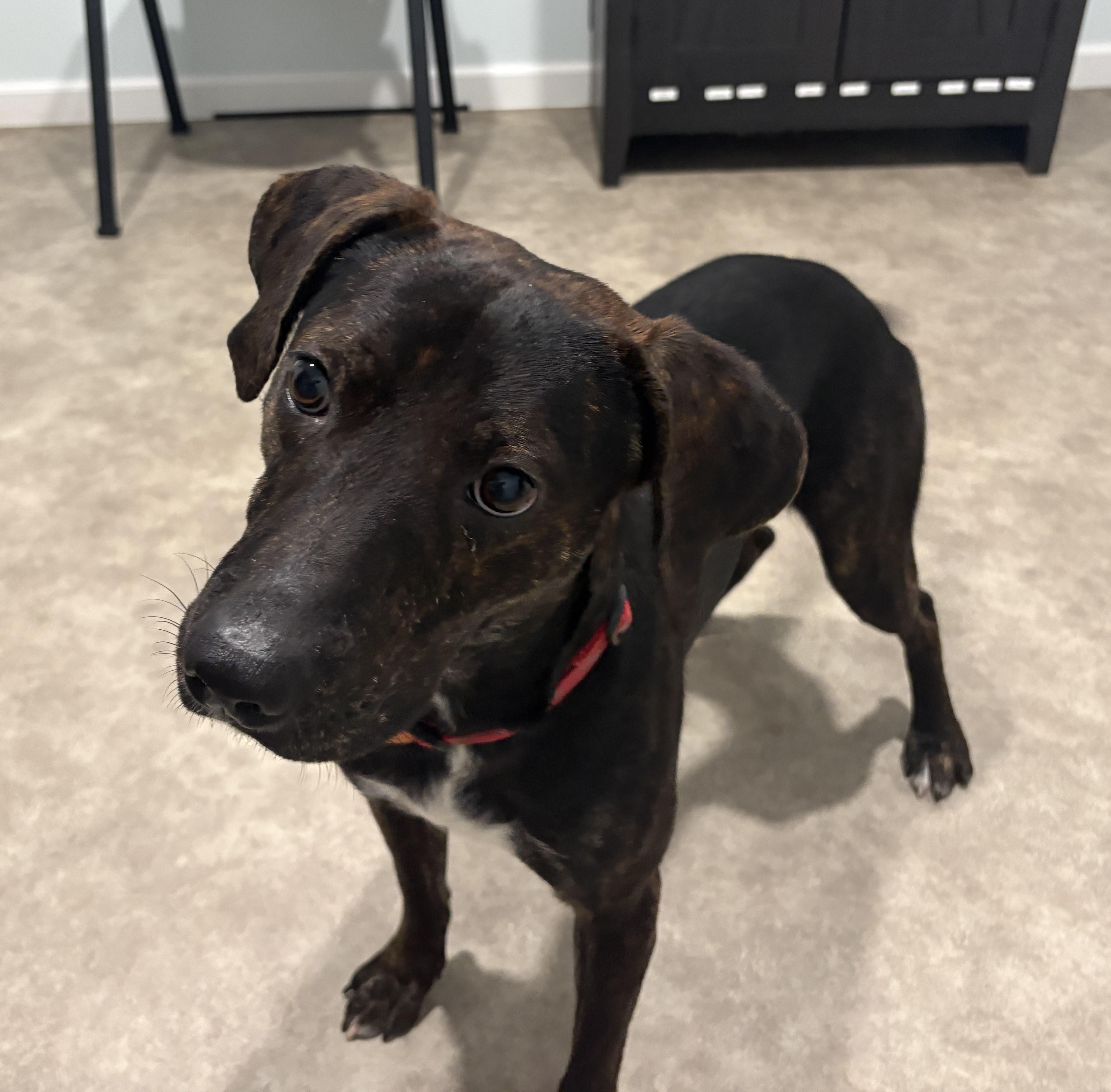 Enlarge Rex, a Adoptable mixed breed in Grant, NE image 5/5
