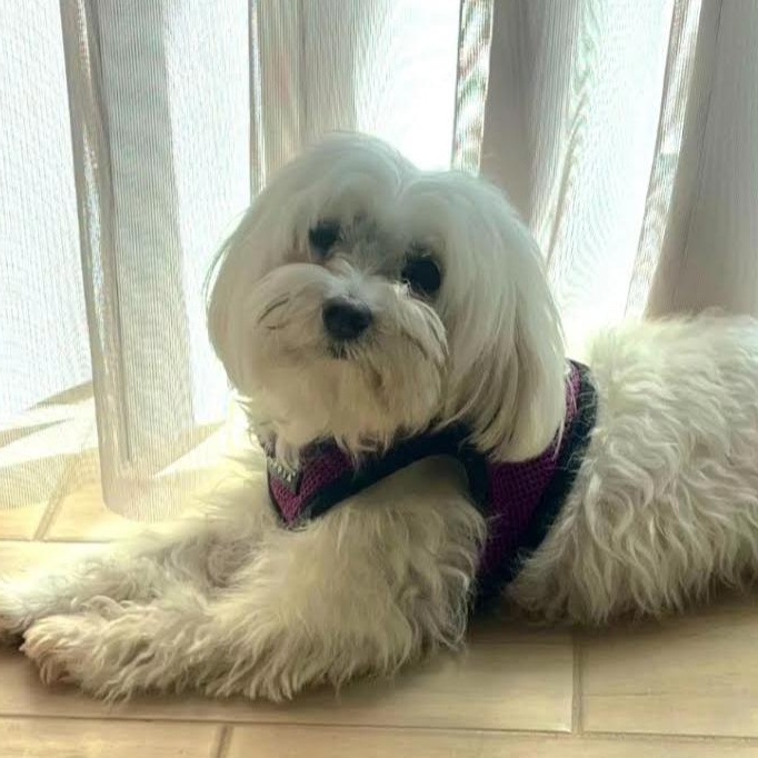 Powder Puff, an adopted Maltese in Orlando, FL image 1/4