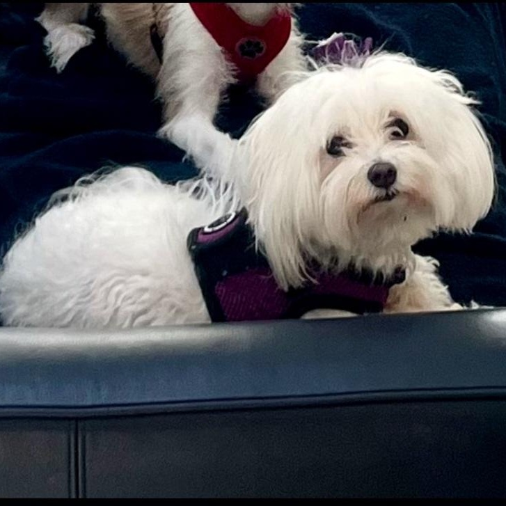 Powder Puff, an adopted Maltese in Orlando, FL image 4/4