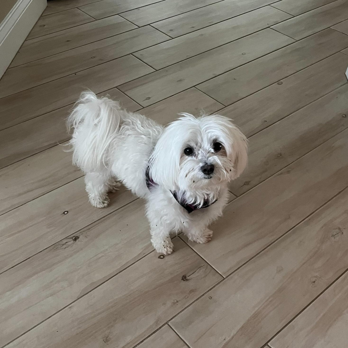 Powder Puff, an adopted Maltese in Orlando, FL image 2/4