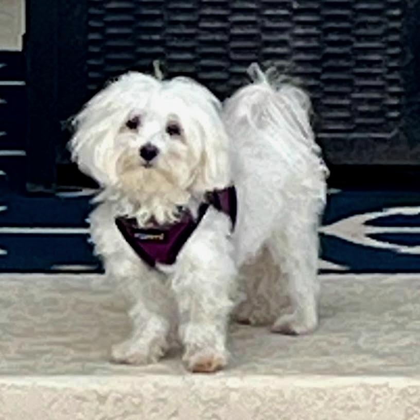 Powder Puff, an adopted Maltese in Orlando, FL image 3/4