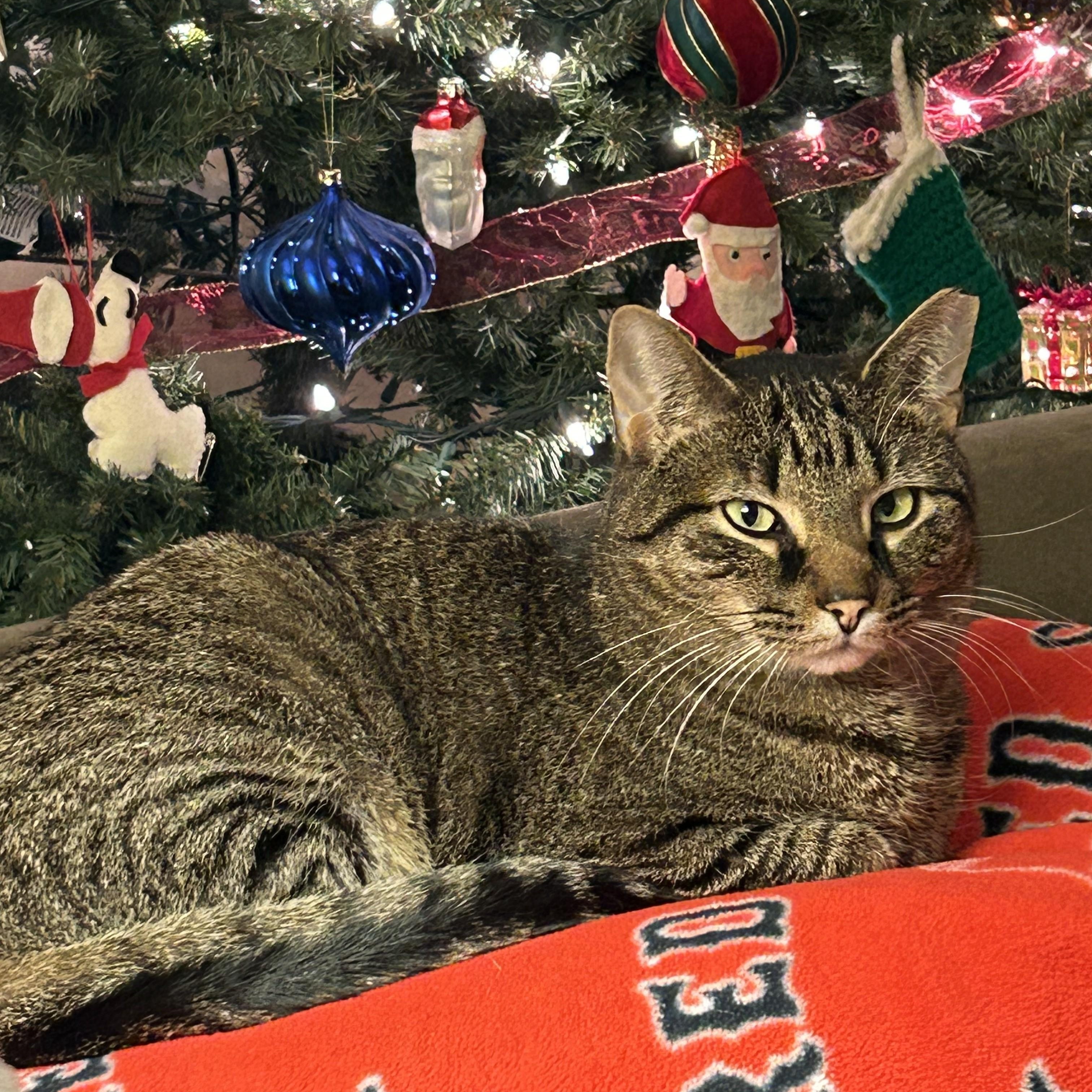 Dale, a Adoptable Domestic Short Hair in Albany, NY image 1/6