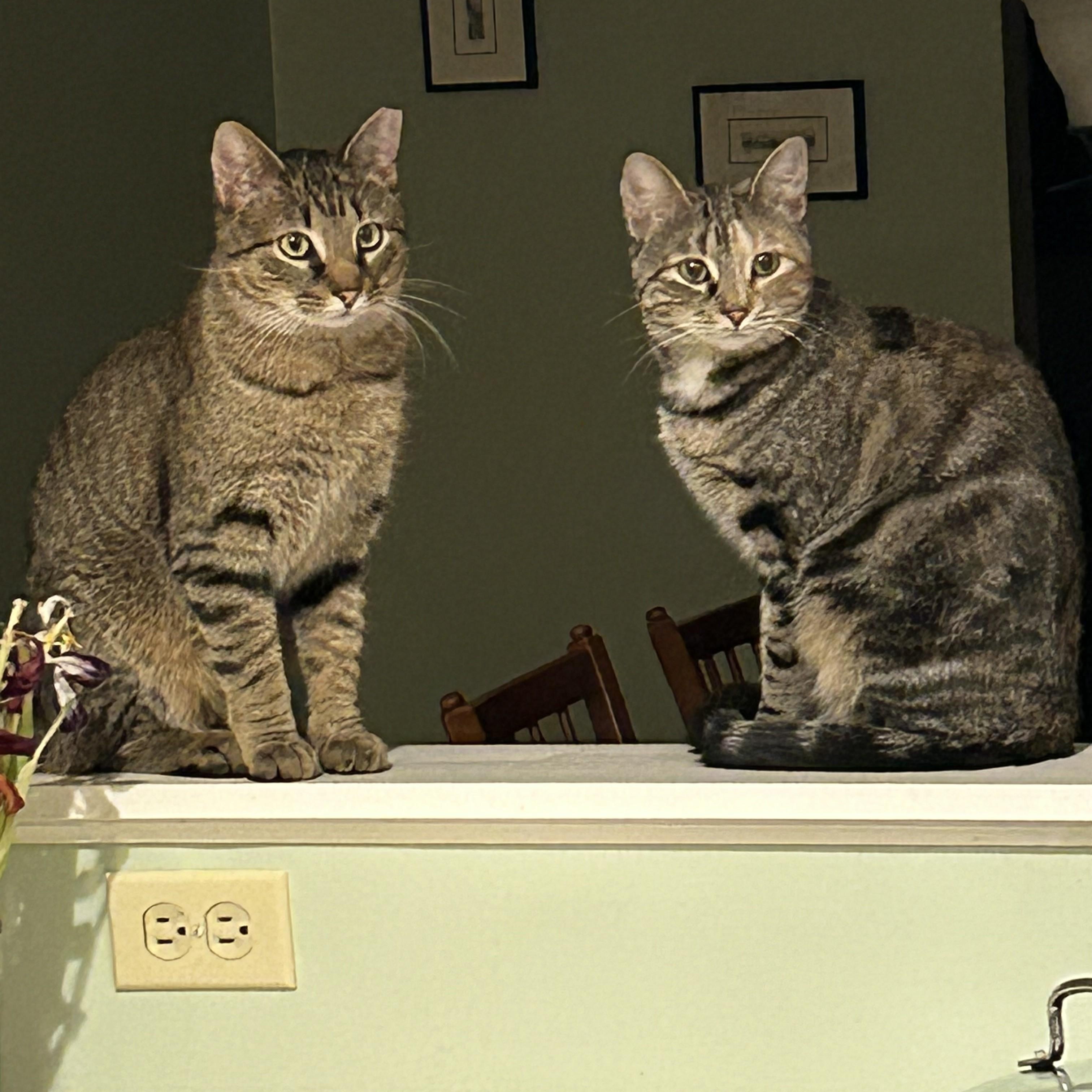 Dale, a Adoptable Domestic Short Hair in Albany, NY image 2/6