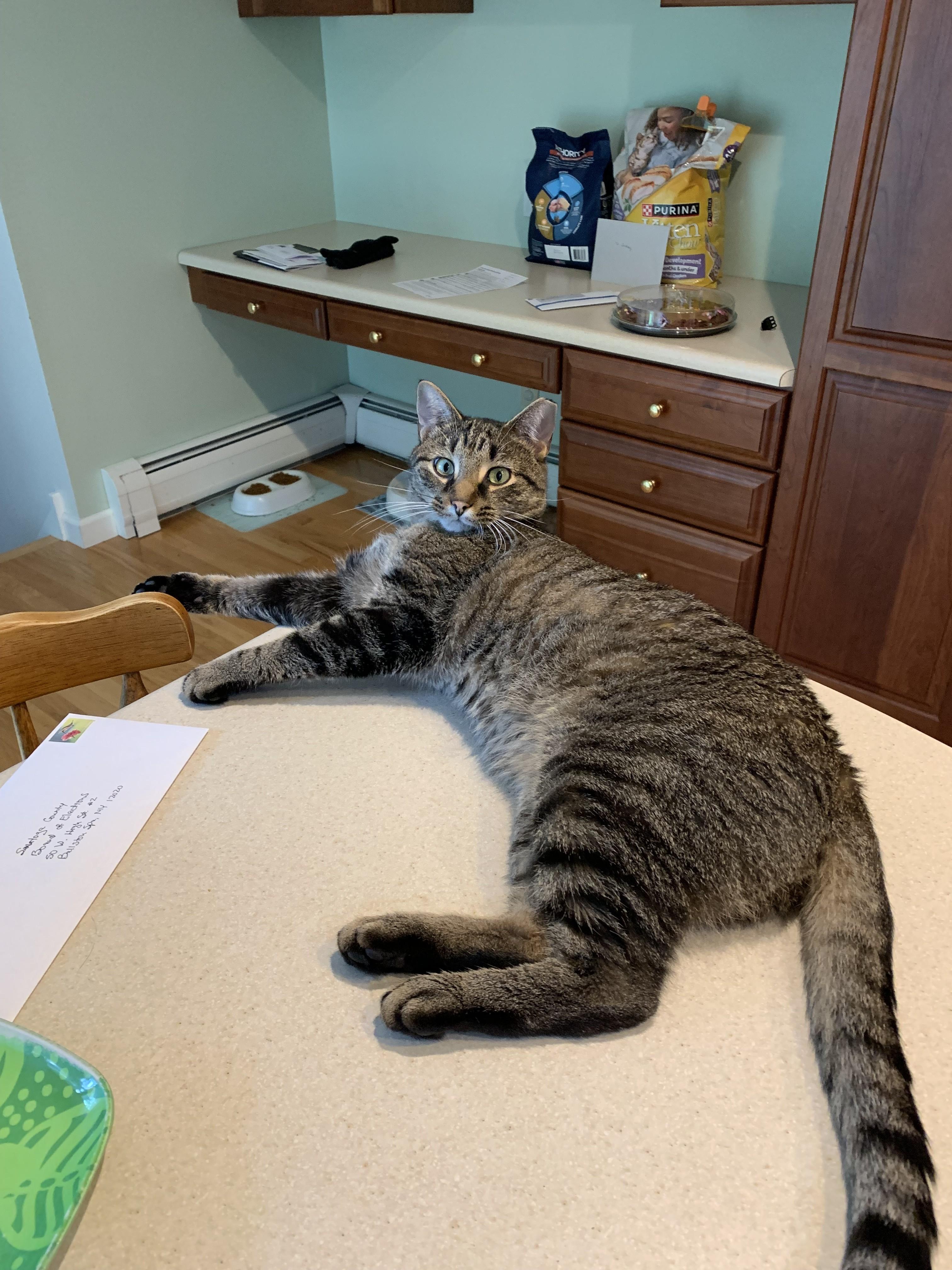 Dale, a Adoptable Domestic Short Hair in Albany, NY image 3/6