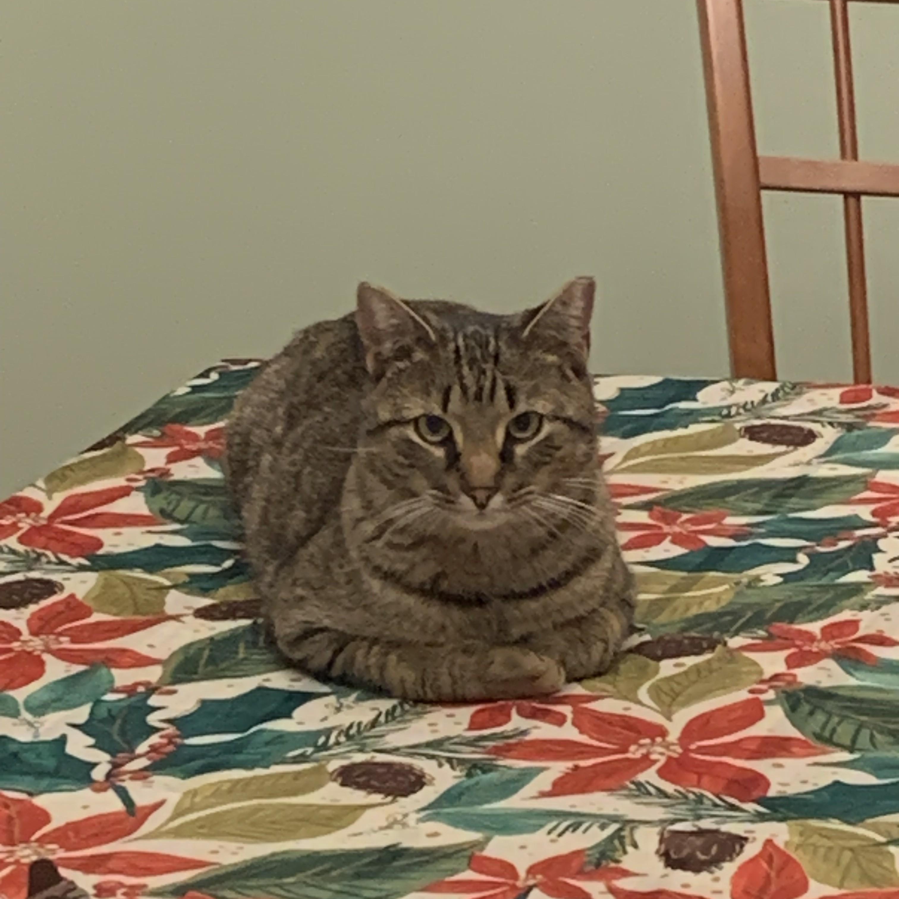 Dale, a Adoptable Domestic Short Hair in Albany, NY image 4/6