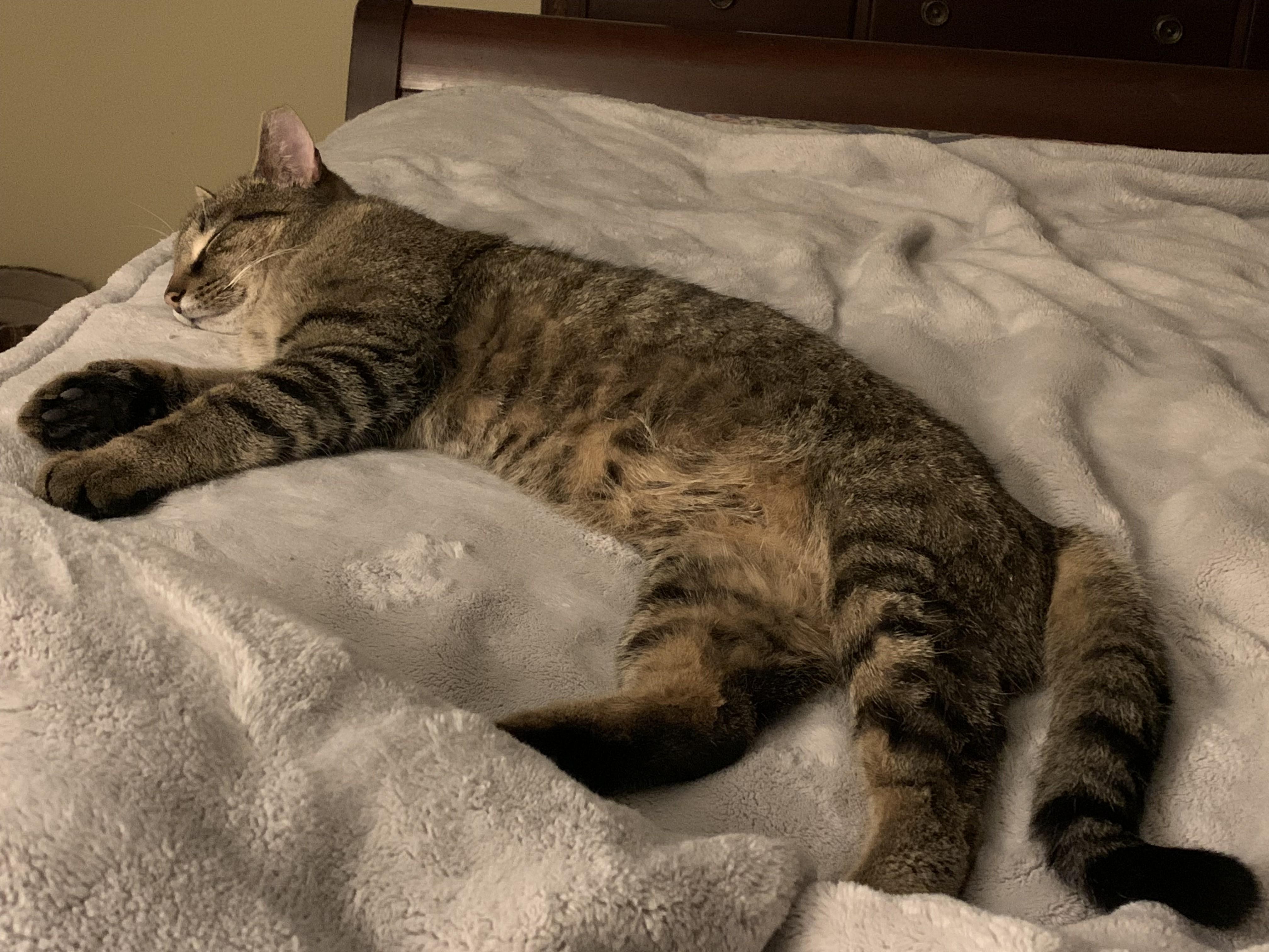 Dale, a Adoptable Domestic Short Hair in Albany, NY image 5/6