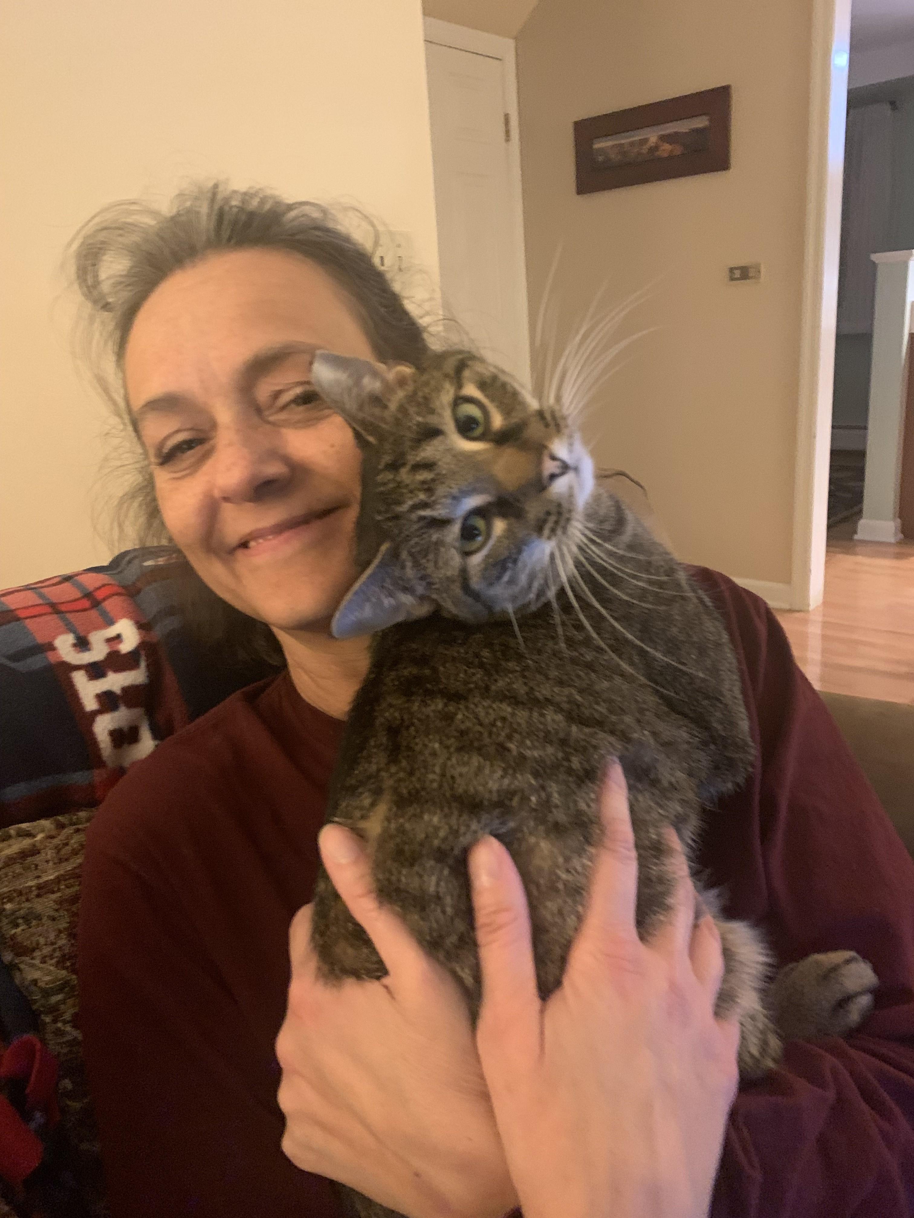 Dale, a Adoptable Domestic Short Hair in Albany, NY image 6/6