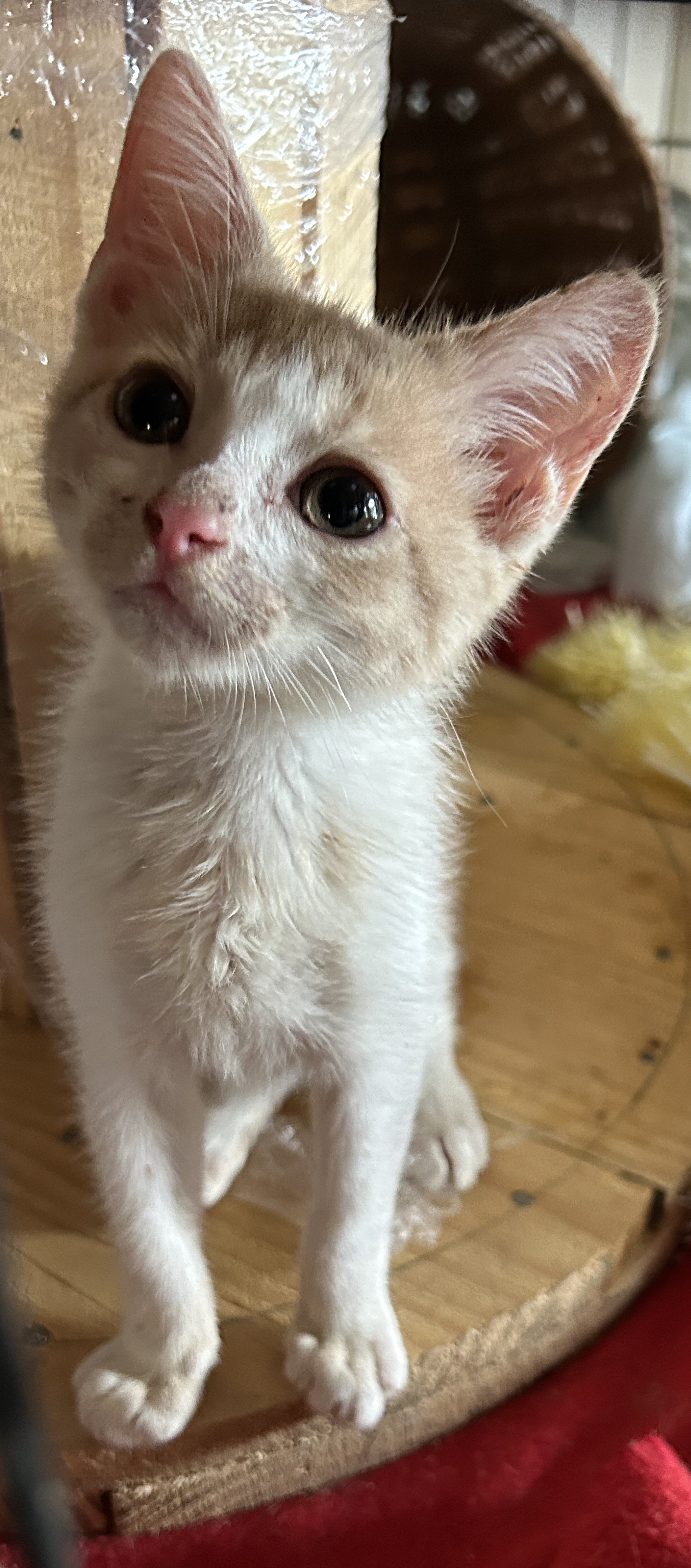 Bobby