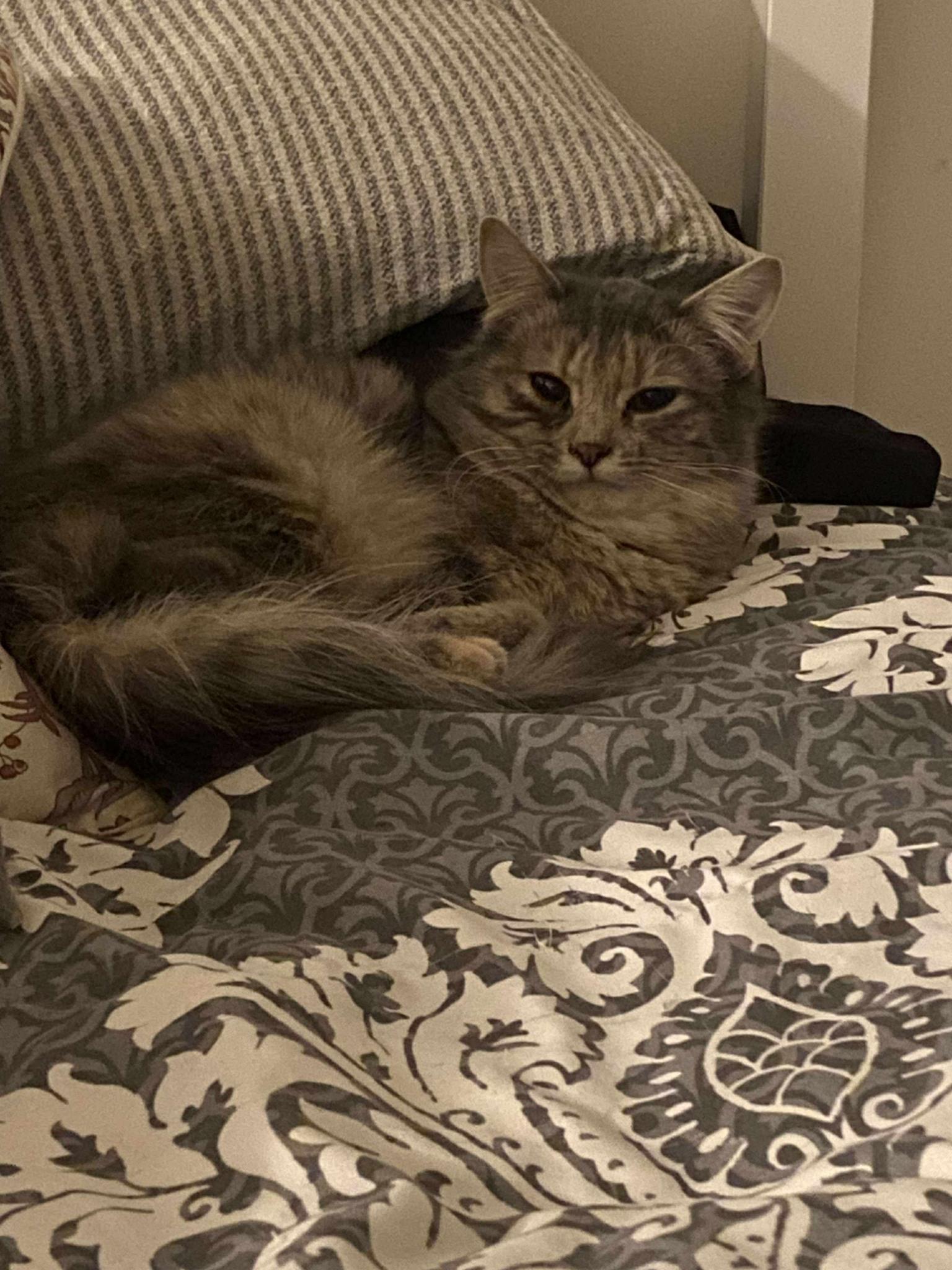 Naomi Campbell 25-157, ADOPTABLE, Young Female Domestic Medium Hair.