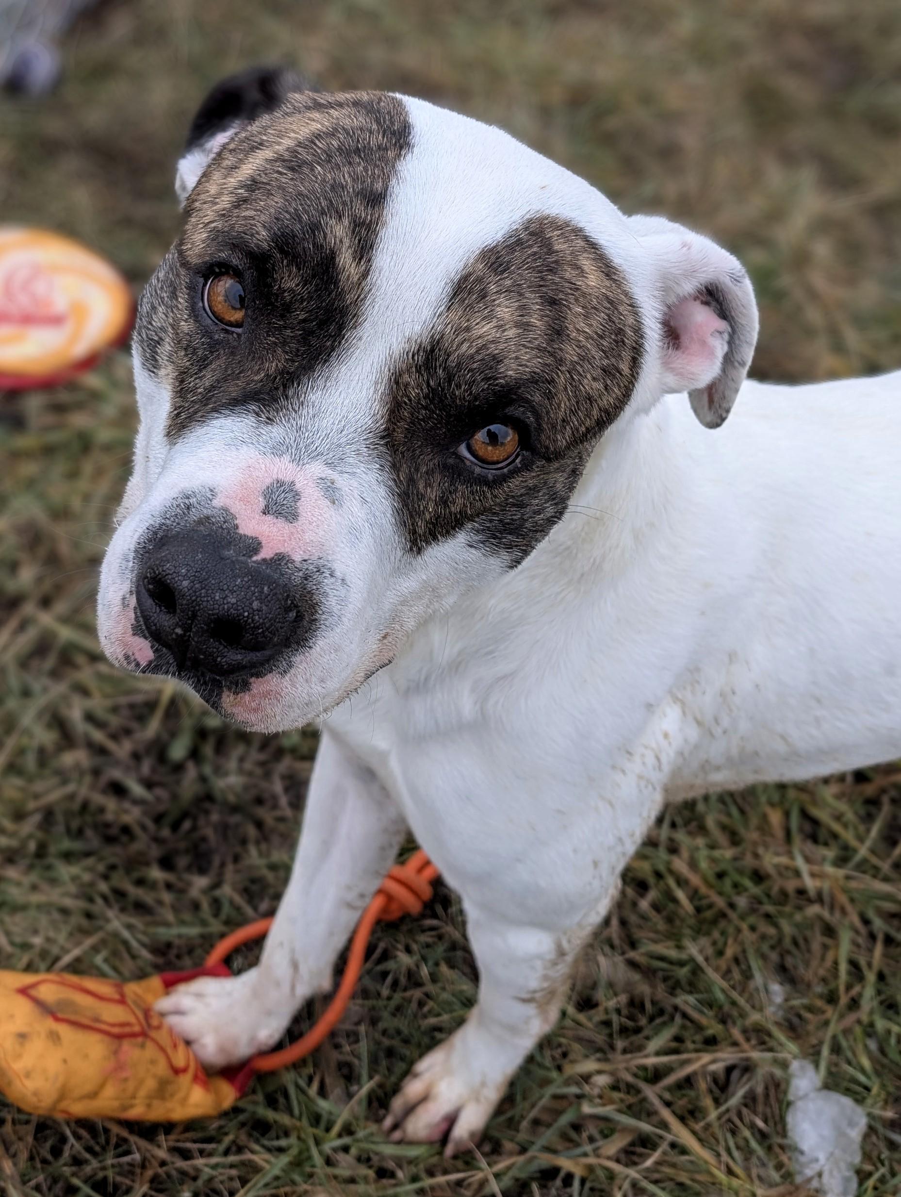 Prancer, Adult Male Boxer