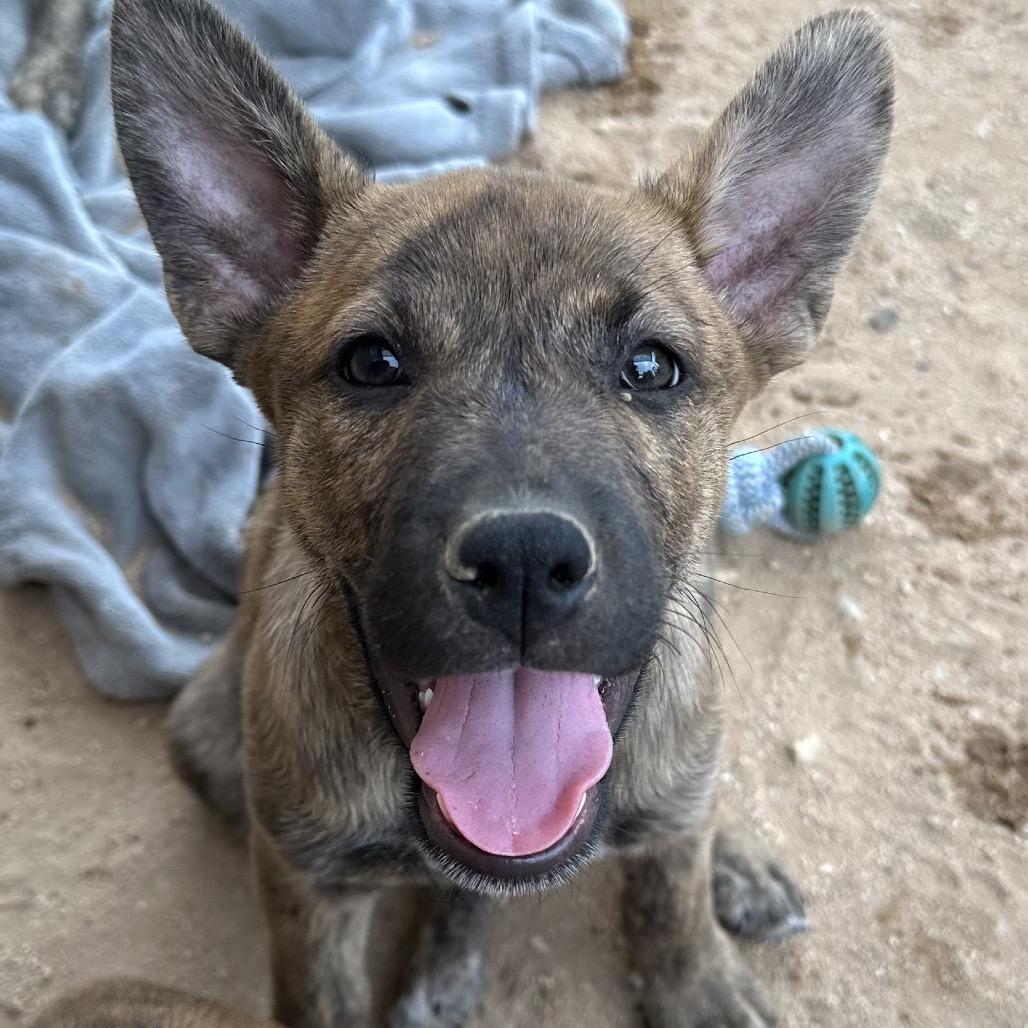 Piglet, Adoptable, Puppy Male Dutch Shepherd & Chocolate Labrador Retriever.