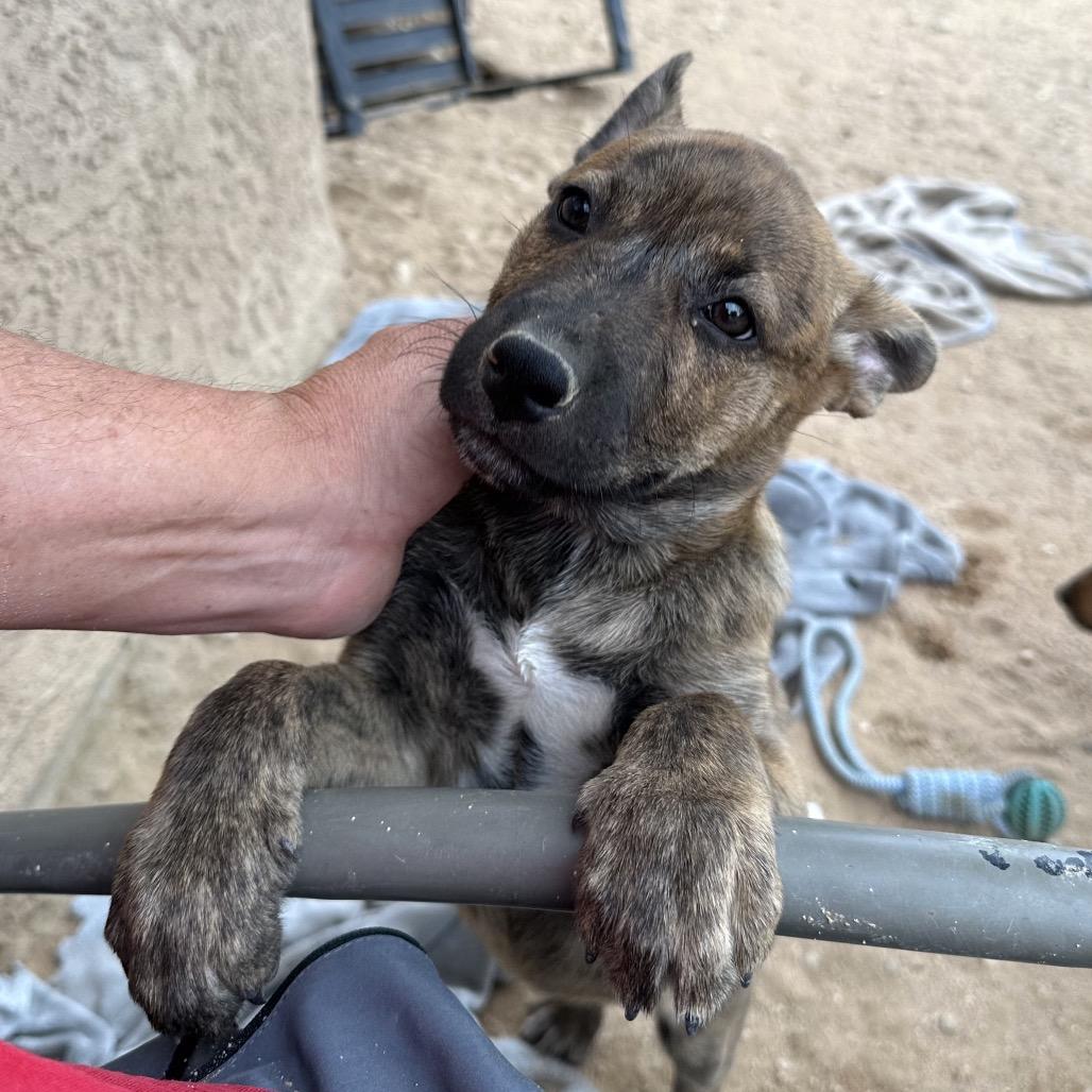 Piglet, a Adoptable mixed breed in Long Beach, CA image 2/5