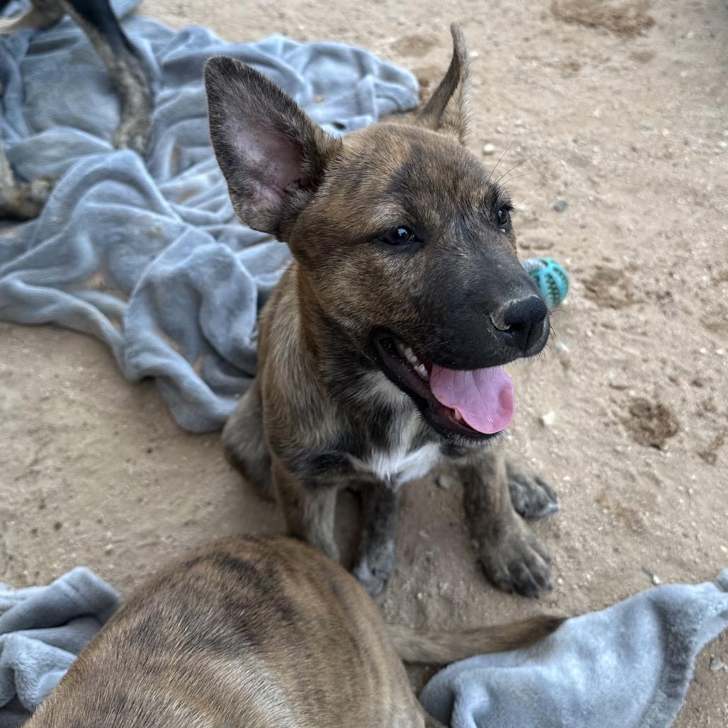 Piglet, a Adoptable mixed breed in Long Beach, CA image 3/5