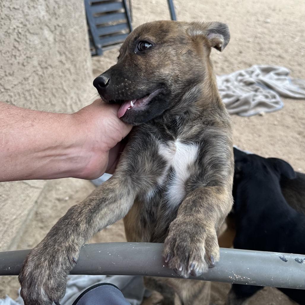 Piglet, a Adoptable mixed breed in Long Beach, CA image 4/5