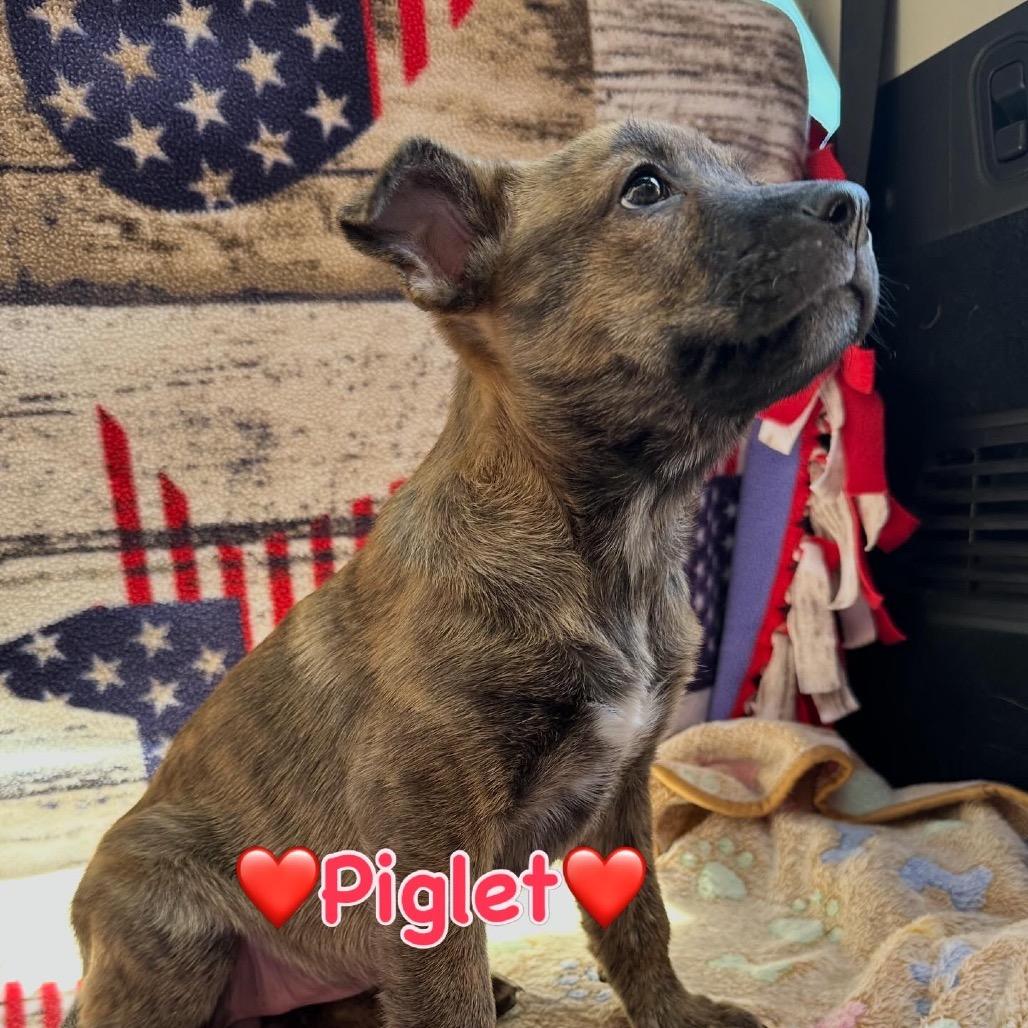 Piglet, a Adoptable mixed breed in Long Beach, CA image 5/5