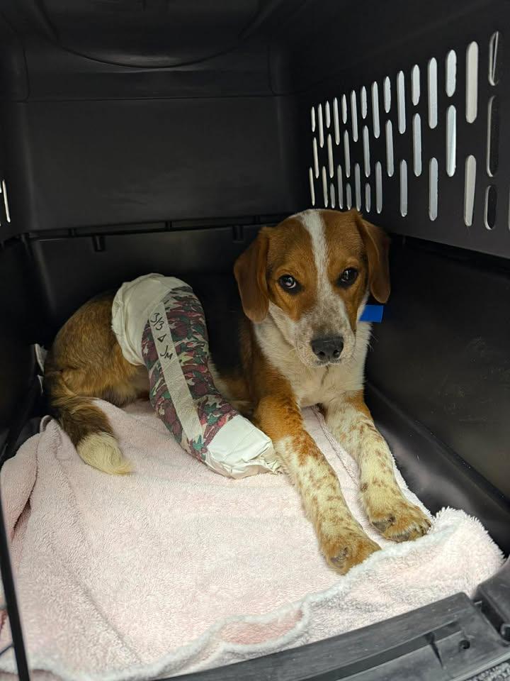 Lorcán, Adopted, Young Male Beagle.
