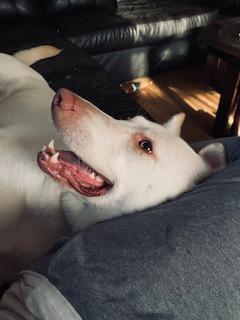 Dolly, a Adoptable White German Shepherd in Bridgton, ME image 1/5