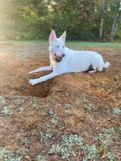 Dolly, a Adoptable White German Shepherd in Bridgton, ME image 3/5