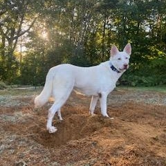 Dolly, a Adoptable White German Shepherd in Bridgton, ME image 4/5