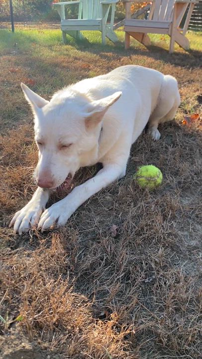 Enlarge Dolly, a Adoptable White German Shepherd in Bridgton, ME video 5/5
