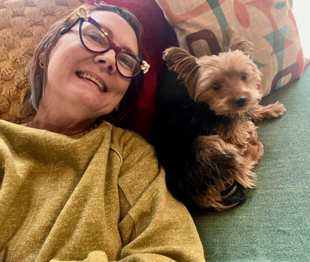 Enlarge Gideon, an adopted Yorkshire Terrier in Pflugerville, TX image 2/4