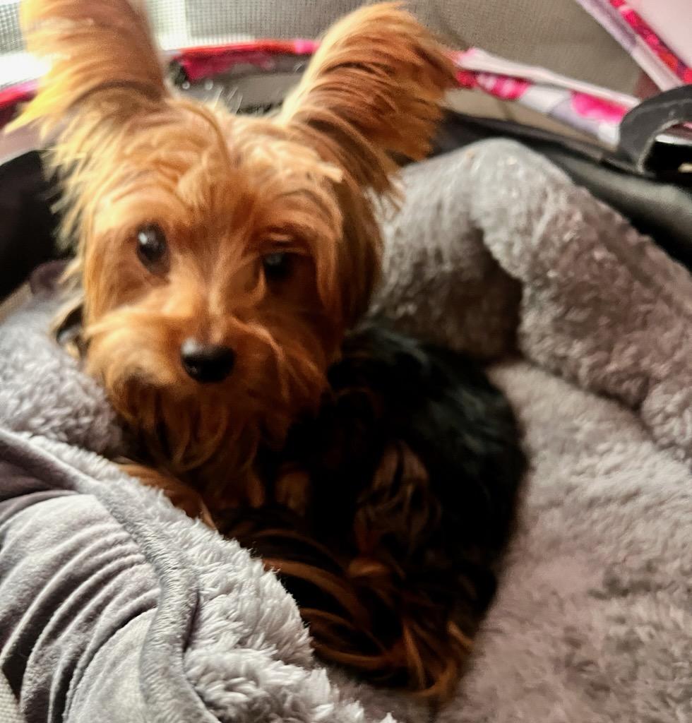 Enlarge Gideon, an adopted Yorkshire Terrier in Pflugerville, TX image 4/4