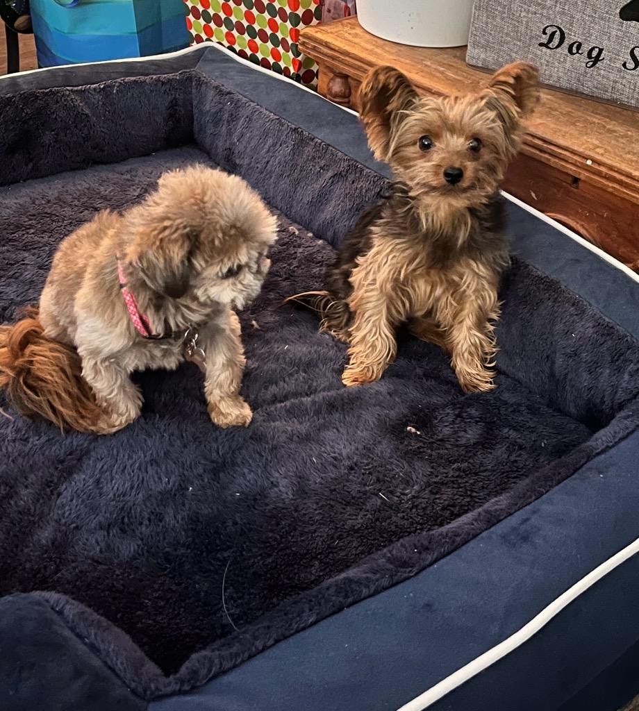 Enlarge Gideon, an adopted Yorkshire Terrier in Pflugerville, TX image 3/4