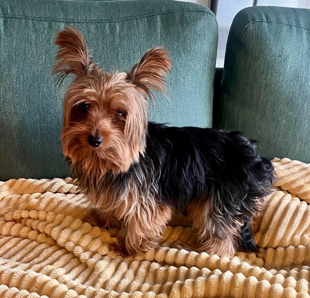 Enlarge Gideon, an adopted Yorkshire Terrier in Pflugerville, TX image 1/4